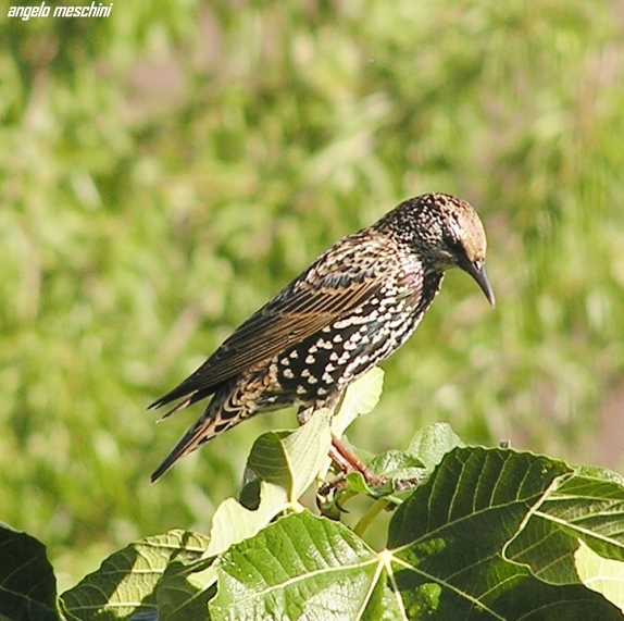 atterraggio di Storno Sturnus vulgaris carrellata d''immagini